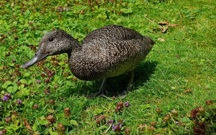 birds, Grass, Ducks HD Wallpaper Desktop Background