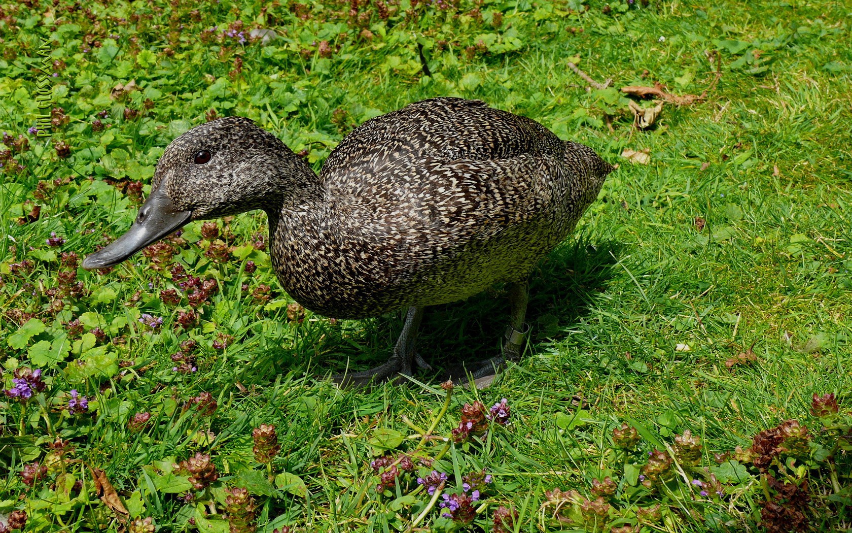 birds, Grass, Ducks Wallpaper