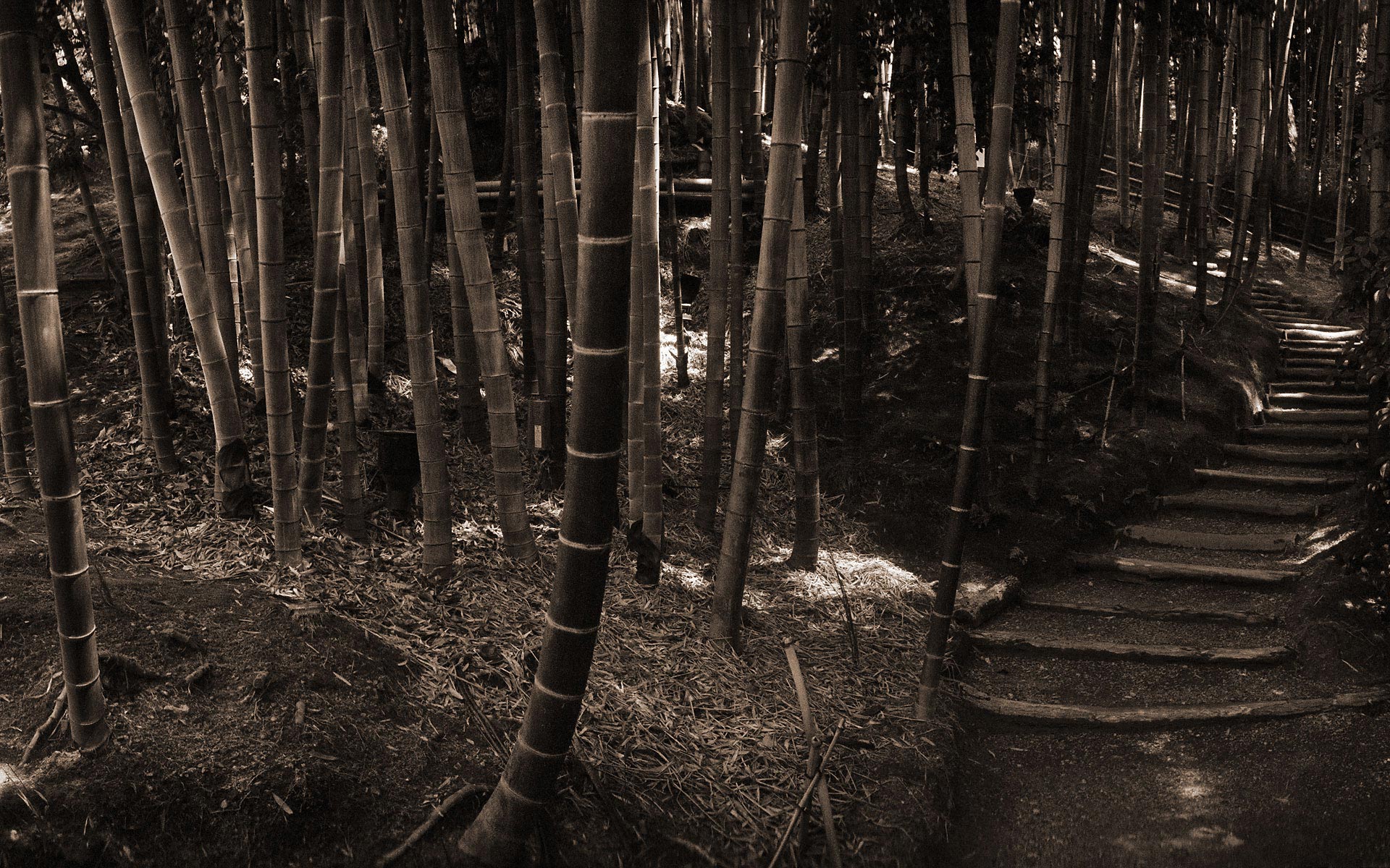bamboo, Asia, Monochrome Wallpaper