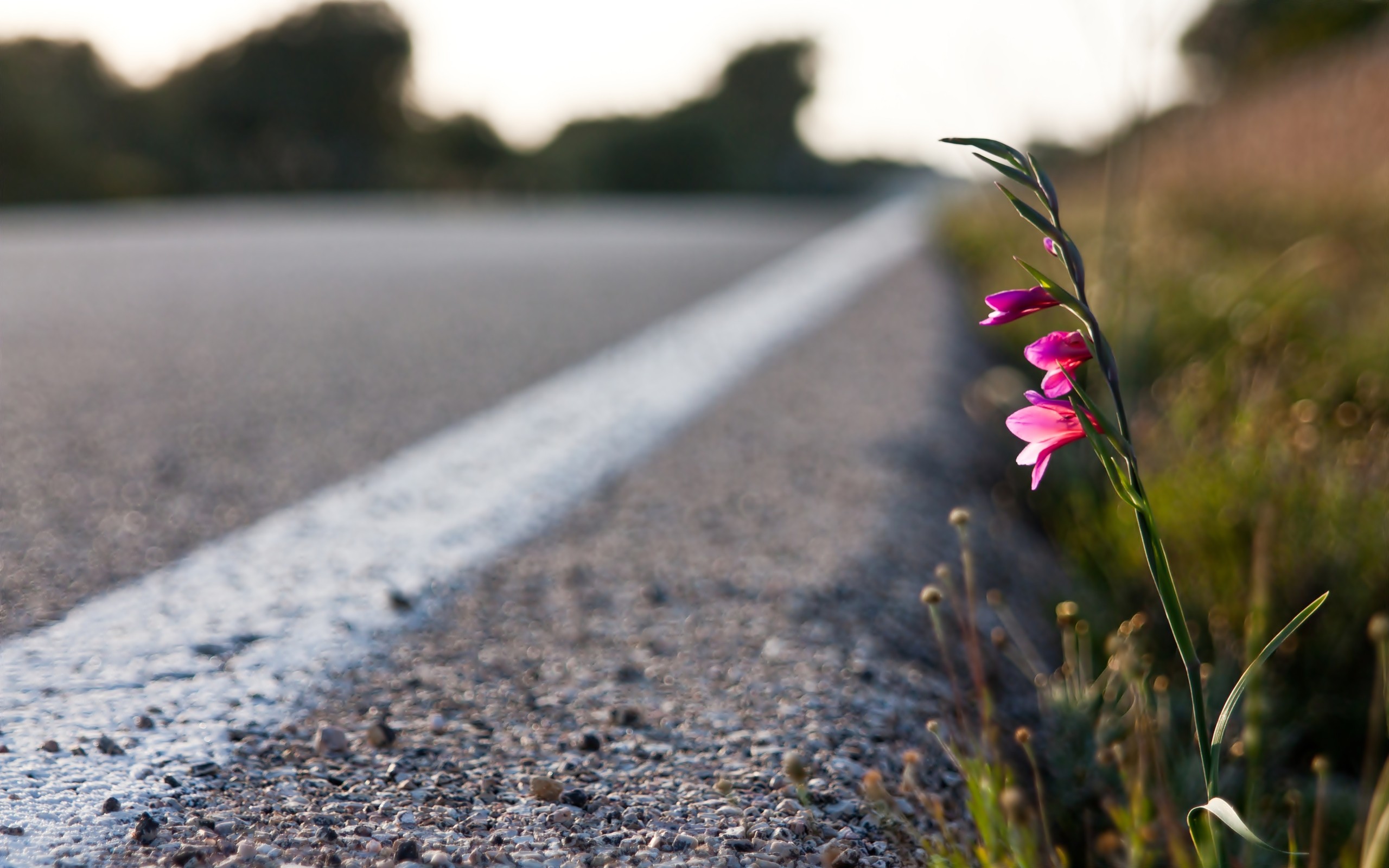 flowers, In, The, Road Wallpaper