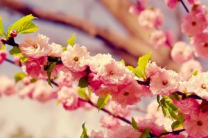 cherry, Blossoms, Flowers