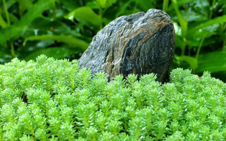 green, Close up, Nature, Grass, Stones, Plants, Macro HD Wallpaper Desktop Background