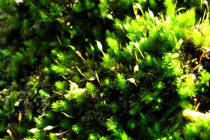 green, Close up, Nature, Plants, Moss, Macro