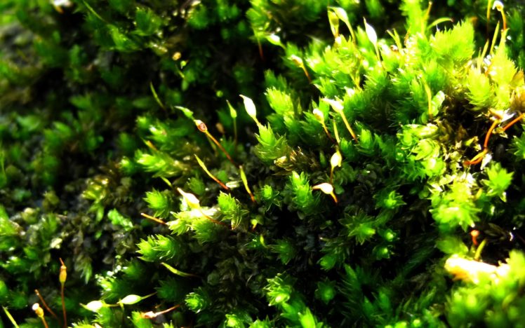 green, Close up, Nature, Plants, Moss, Macro HD Wallpaper Desktop Background