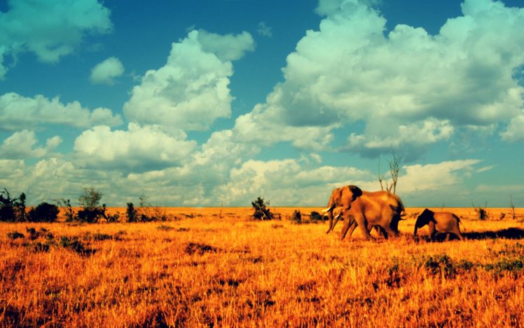 deserts, Elephants, African, Baby, Elephant, Baby, Animals HD Wallpaper Desktop Background