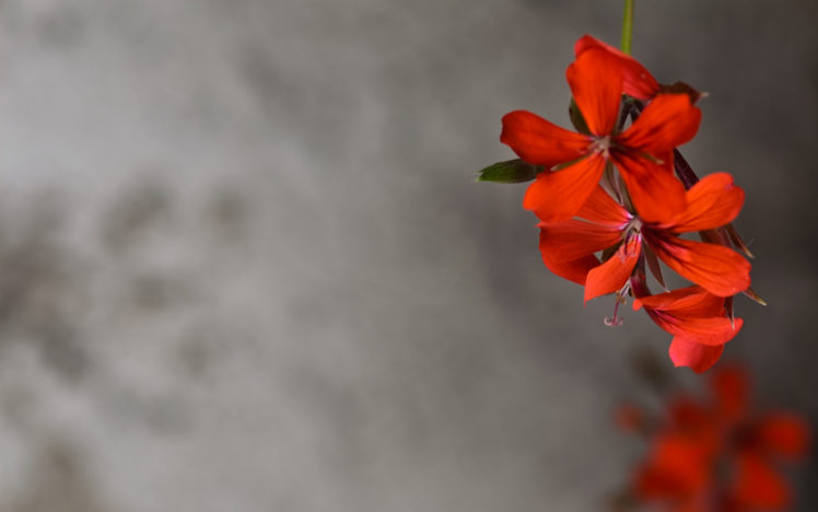 red, Flowers, Happy HD Wallpaper Desktop Background