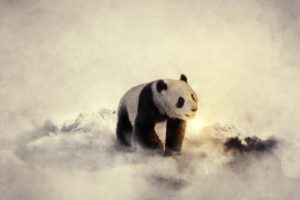 black, And, White, Winter, Snow, Animals, Cold, Panda, Bears, Widescreen