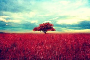 nature, Trees, Red, Fields, Photo, Manipulation