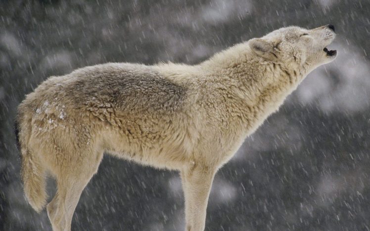 animals, Howling, Wolf, Timber, Wolf HD Wallpaper Desktop Background