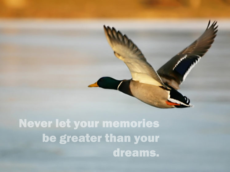 birds, Animals, Quotes, Ducks, Dreams HD Wallpaper Desktop Background
