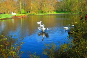 swans, Holland