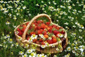 flowers, Fruits, Grass, Strawberries, Baskets