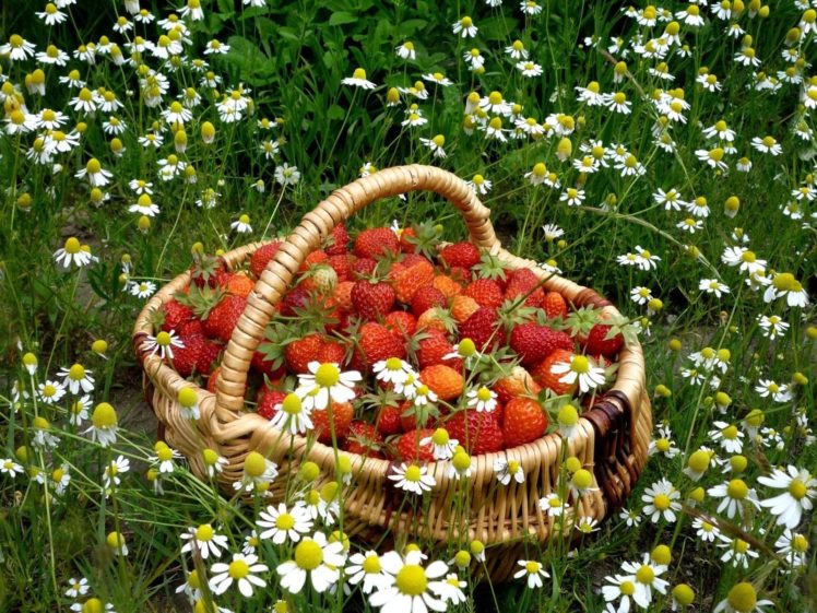 flowers, Fruits, Grass, Strawberries, Baskets HD Wallpaper Desktop Background