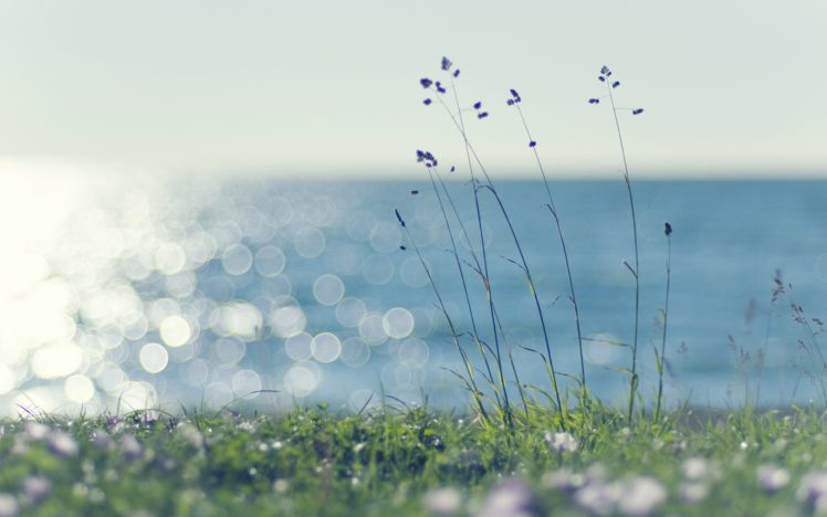 summer, Flowers, In, The, Grass HD Wallpaper Desktop Background