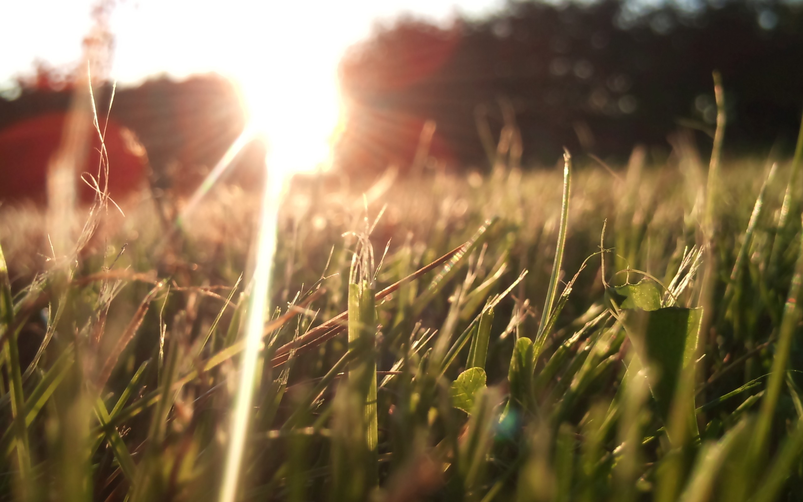 nature, Grass, Lens, Flare, Sunlight, Macro, Depth, Of, Field Wallpaper