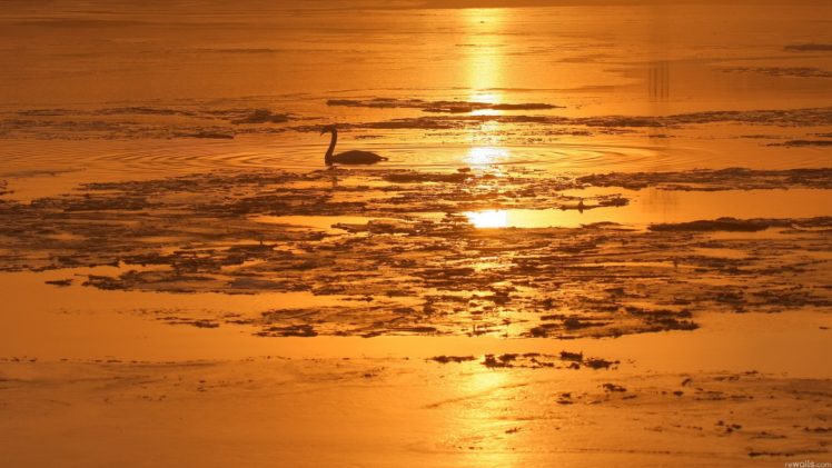 birds, Silhouettes, Swans, Swimming, Sunlight, Lakes HD Wallpaper Desktop Background