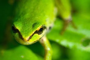 green, Close up, Animals, Frogs, Macro