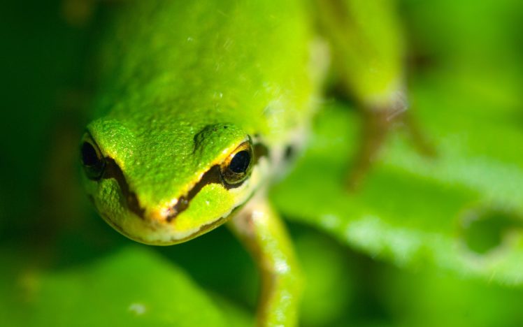 green, Close up, Animals, Frogs, Macro HD Wallpaper Desktop Background