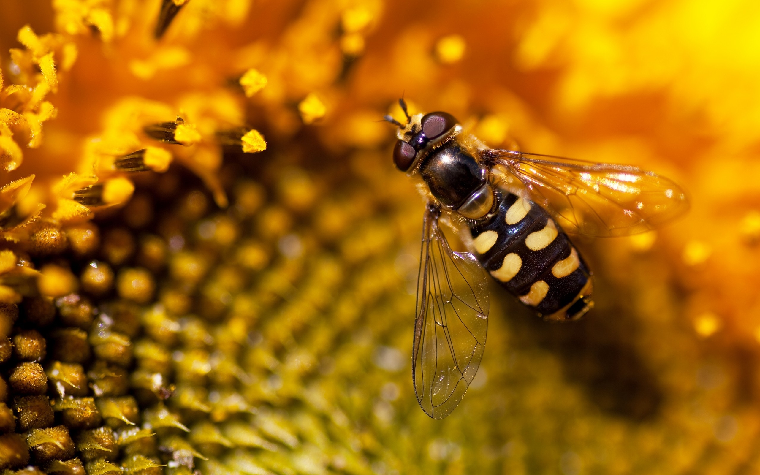 flowers, Insects, Macro, Bees, Sunflowers Wallpaper