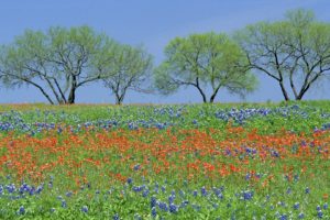flowers, Fields, Texas, Parks, Wildflowers, Bluebonnet