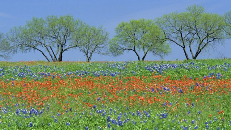 flowers, Fields, Texas, Parks, Wildflowers, Bluebonnet HD Wallpaper Desktop Background
