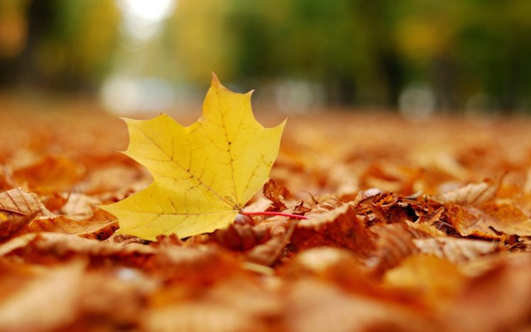 nature, Autumn, Leaves, Maple, Leaf, Fallen, Leaves HD Wallpaper Desktop Background