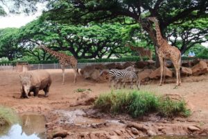 trees, Animals, Zebras, Rhinoceros, Giraffes