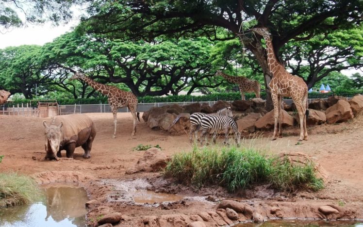trees, Animals, Zebras, Rhinoceros, Giraffes HD Wallpaper Desktop Background