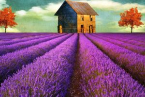 fields, Digital, Art, Lavender, Old, House