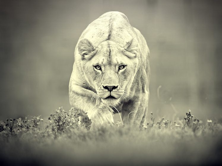 animals, Feline, Monochrome, Lions HD Wallpaper Desktop Background