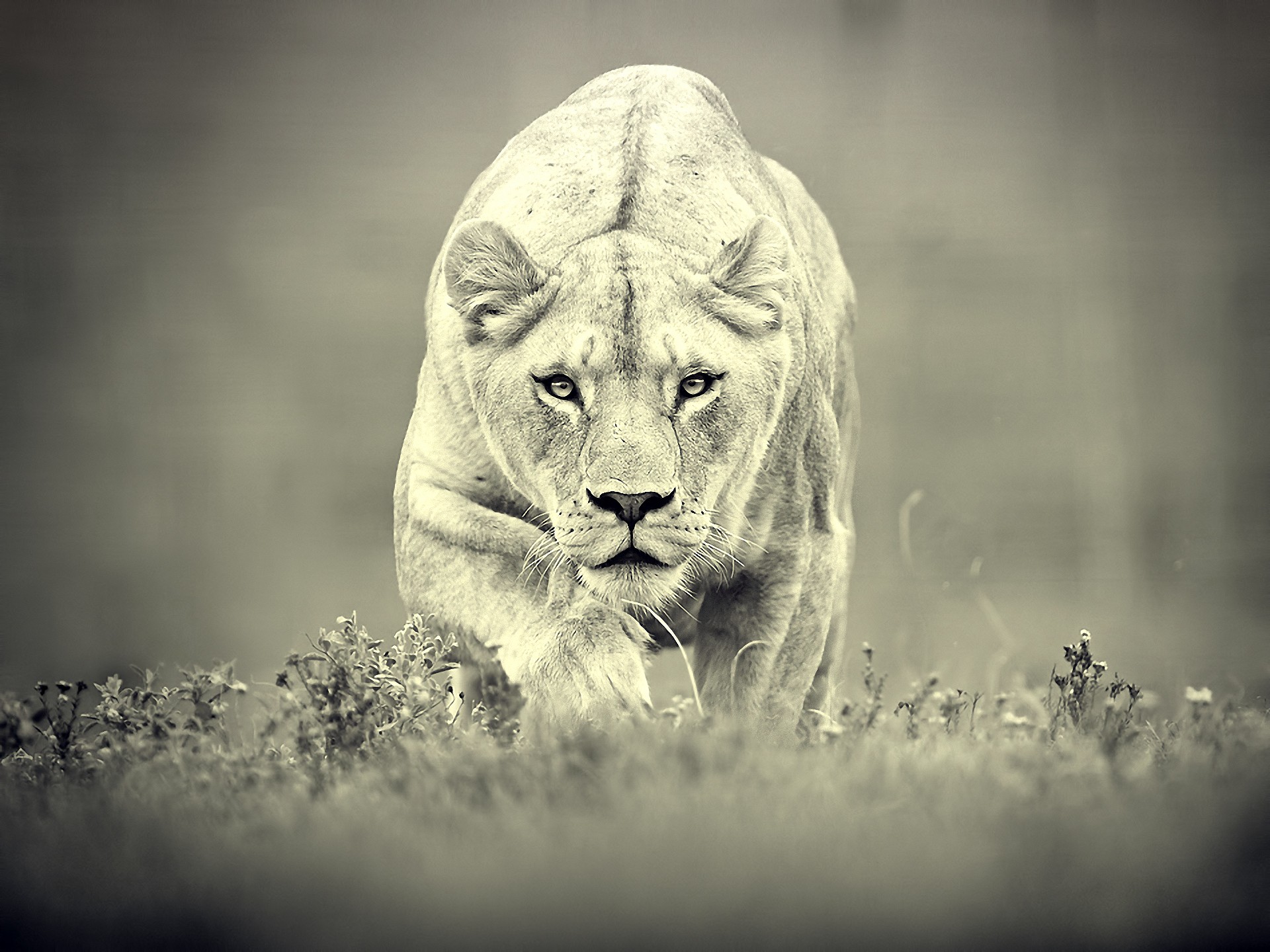 animals, Feline, Monochrome, Lions Wallpaper