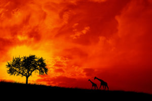 sunset, Giraffes