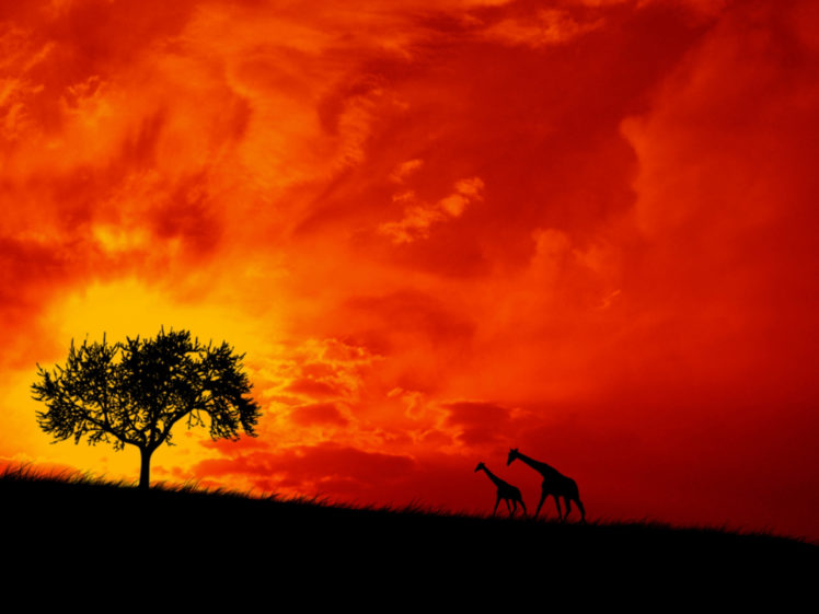 sunset, Giraffes HD Wallpaper Desktop Background