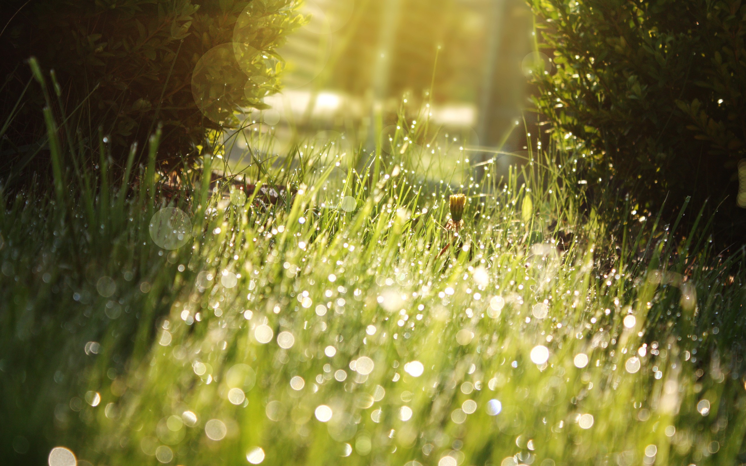 nature, Grass, Sunlight, Water, Drops, Macro, Depth, Of, Field Wallpaper