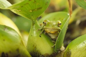 nature, Plants, Frogs, Amphibians