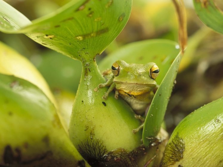 nature, Plants, Frogs, Amphibians HD Wallpaper Desktop Background