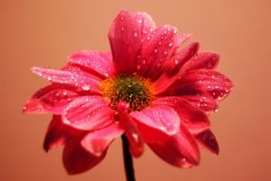 nature, Flowers, Pink, Water, Drops