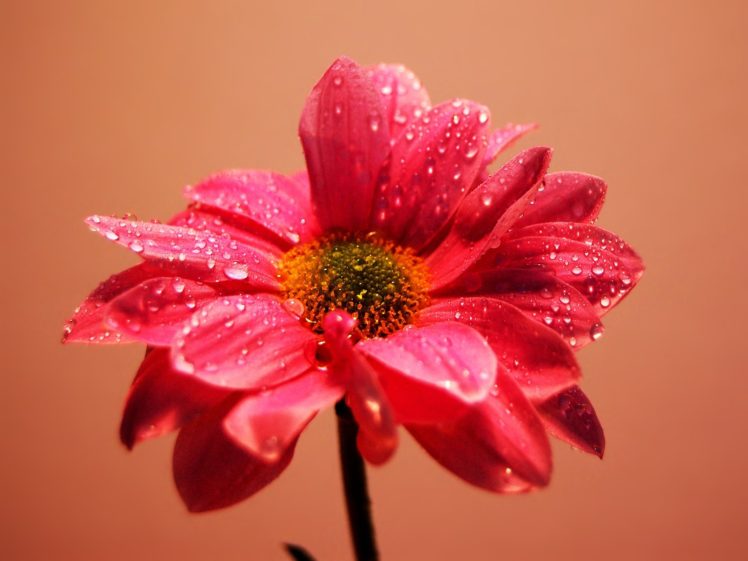nature, Flowers, Pink, Water, Drops HD Wallpaper Desktop Background