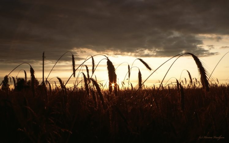 sunset, Nature, Fields HD Wallpaper Desktop Background