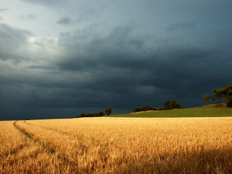 clouds, Landscapes, Nature, Trees, Fields, Overcast, Tire, Tracks, Under, The, Storm HD Wallpaper Desktop Background