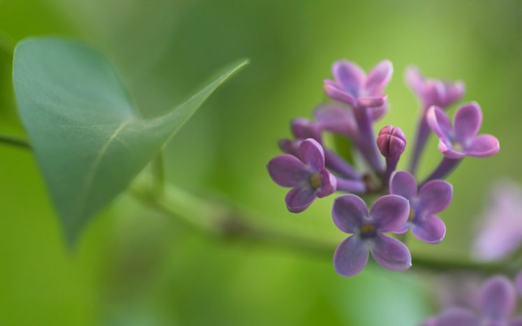 nature, Flowers, Spring,  season , Lilac HD Wallpaper Desktop Background
