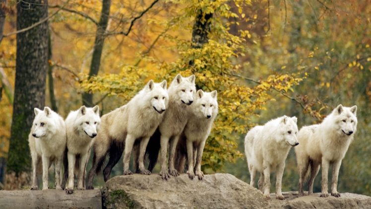autumn, Forests, Animals, Wildlife, Arctic, Canadian, Wolves HD Wallpaper Desktop Background