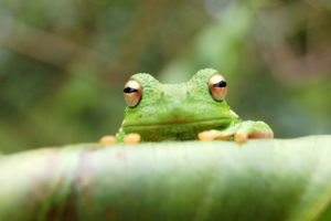 animals, Frogs, Amphibians