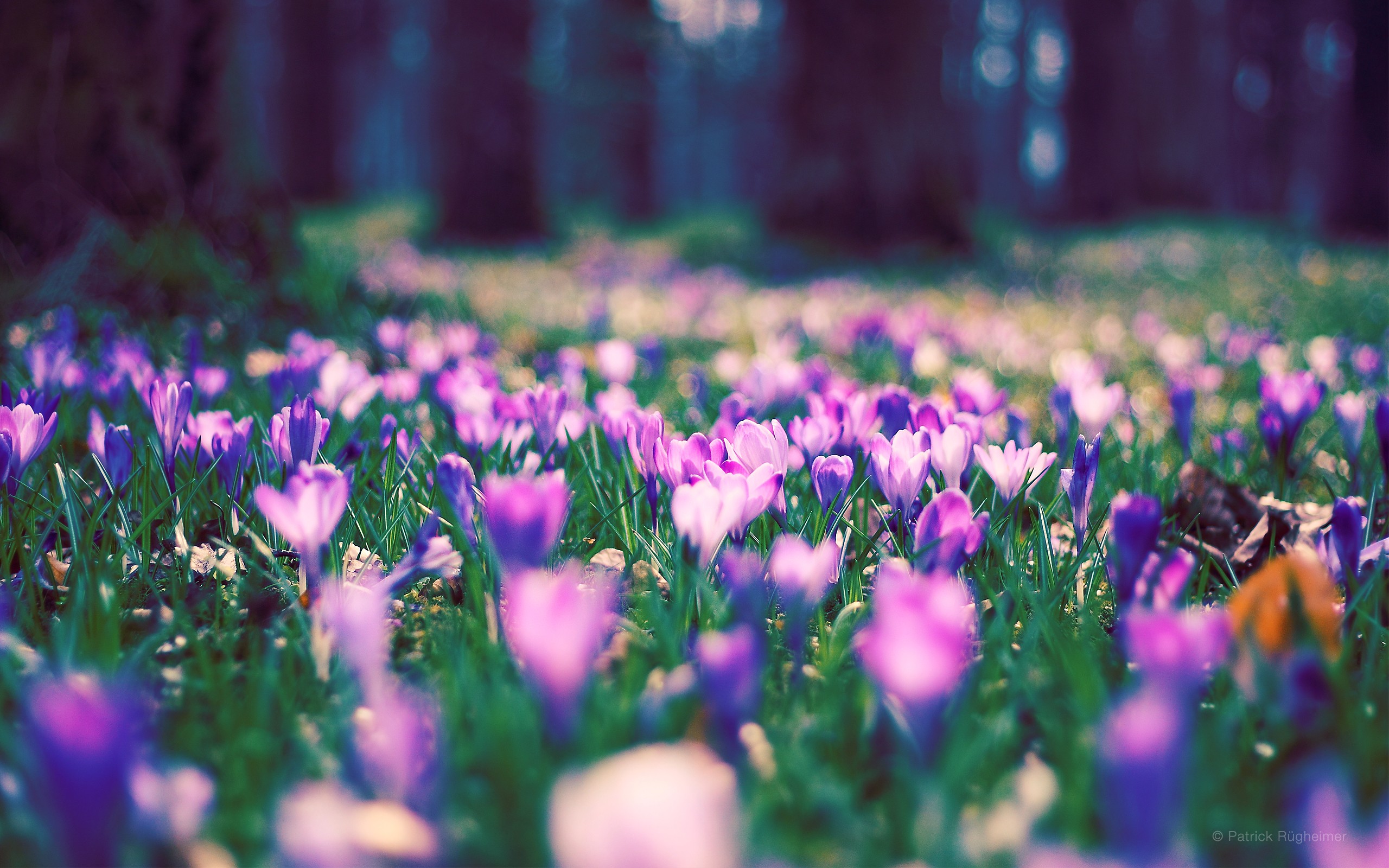 nature, Flowers, Crocus Wallpaper