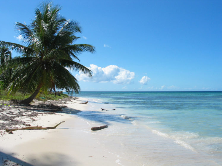 ocean, Clouds, Landscapes, Palm, Trees, Beaches HD Wallpaper Desktop Background