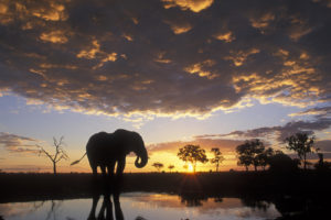 sunset, Silhouettes, Elephants