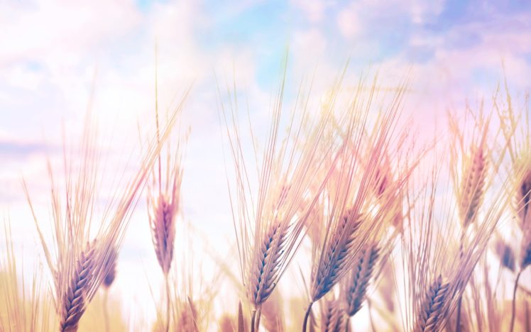 landscapes, Nature, Fields, Wheat, Spring HD Wallpaper Desktop Background