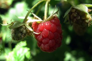 fruits, Raspberries
