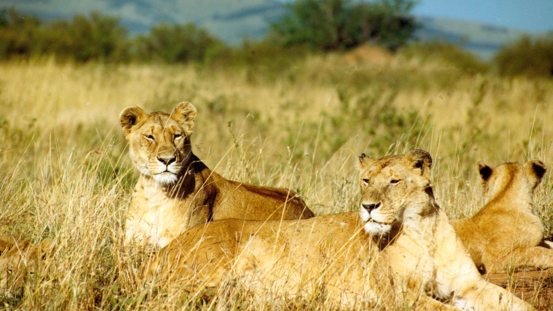 animals, Lions Wallpaper