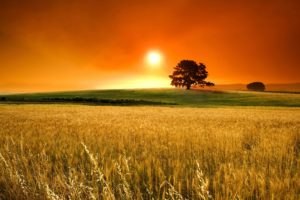 sunset, Nature, Trees, Autumn,  season , Fields, Wheat